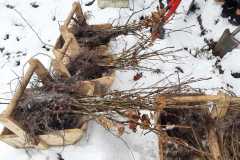 IMG-20220401-WA0006