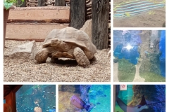 20250917_221737-COLLAGE